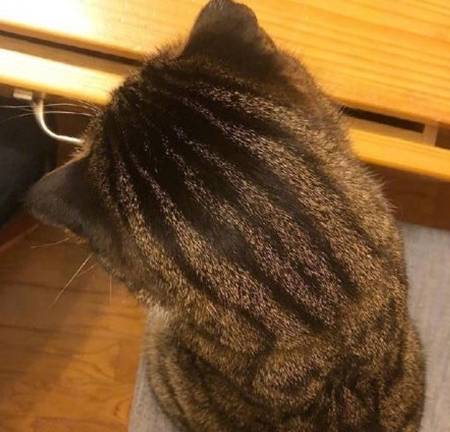 因为|这猫的后脑勺好像很好吃，西瓜味的？网友：此头只应天上有！