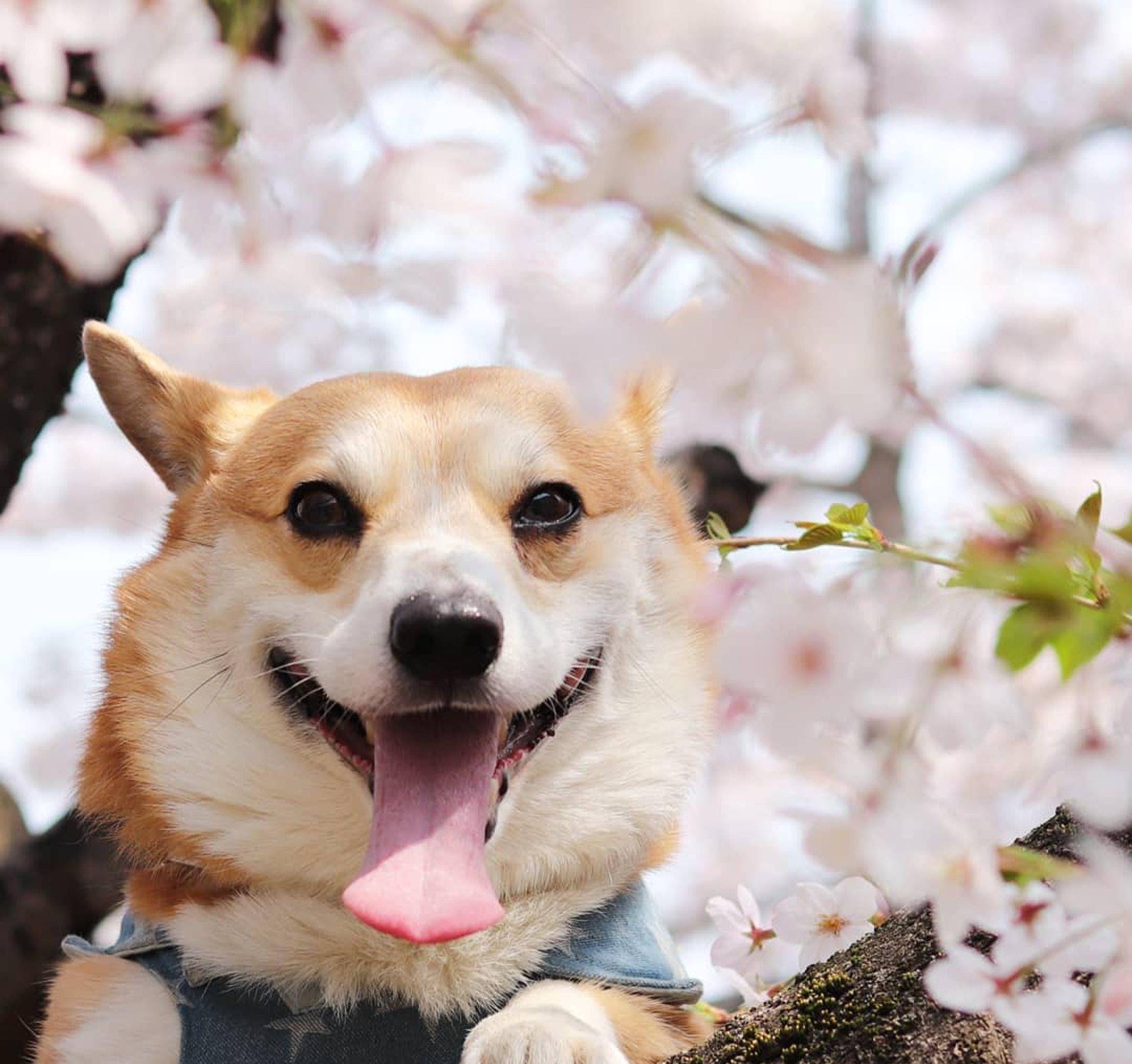 Gen|表情包柯基不敌病魔，5年来一直分享快乐！主人：开心送它离开