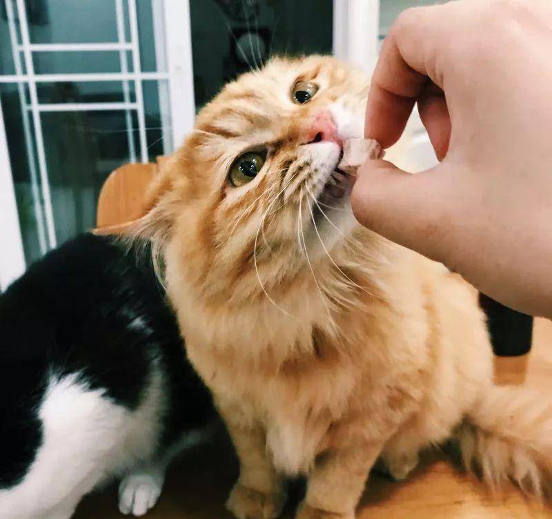 猫咪怎么喂才会胖 134c7dca46324ef5aae1dc90820c4b4b.jpeg