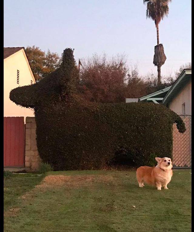宠物|邻居很喜欢网友家的柯基,特意剪了狗狗形状的绿植,太有才了吧!