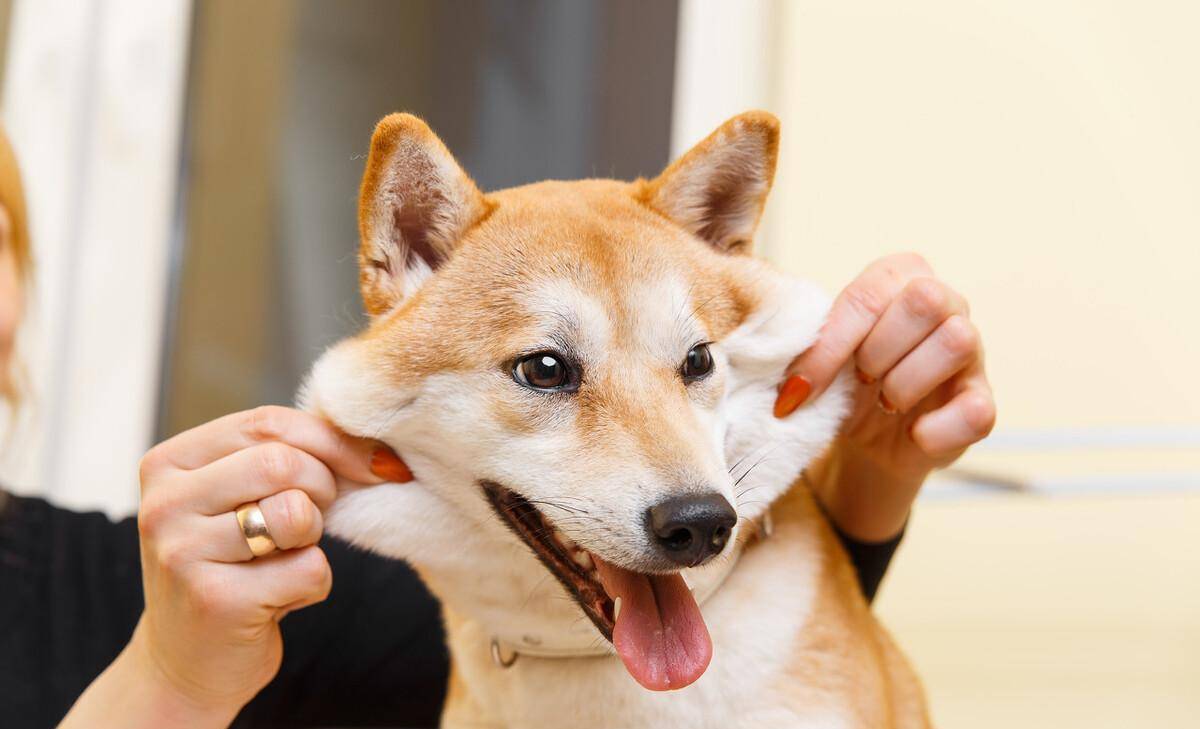 怎么挑选小狗田园犬 3ffb087d41514d93961617624b10a18a.jpeg