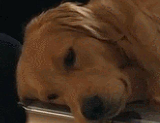 如何给狗狗按摩让狗狗感觉舒服 41a7311796914f03acf6f457097dfa7c.jpeg