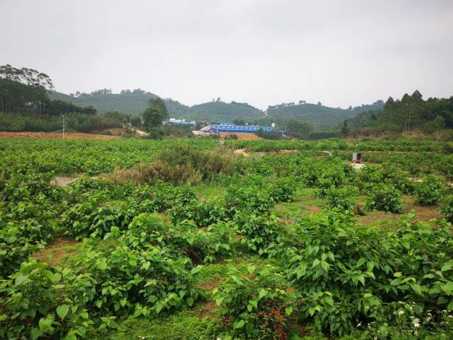 男女|桑葚酒好处有哪些？不管男女，常喝身体棒