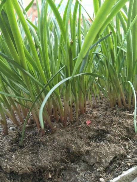 光独根红韭菜 抗病高产味香浓韭菜