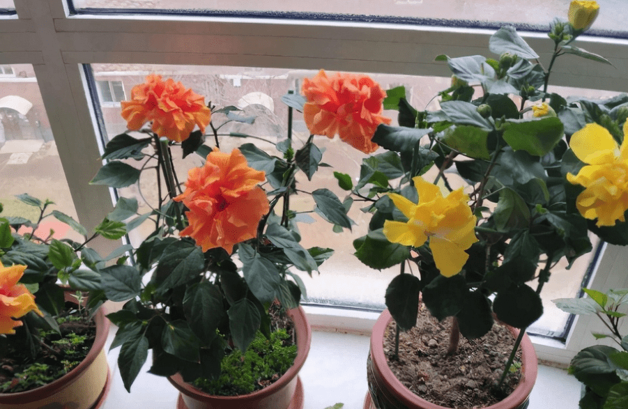 进入8月 受高温影响 养花种草不注意这几点照样问题频出 花卉