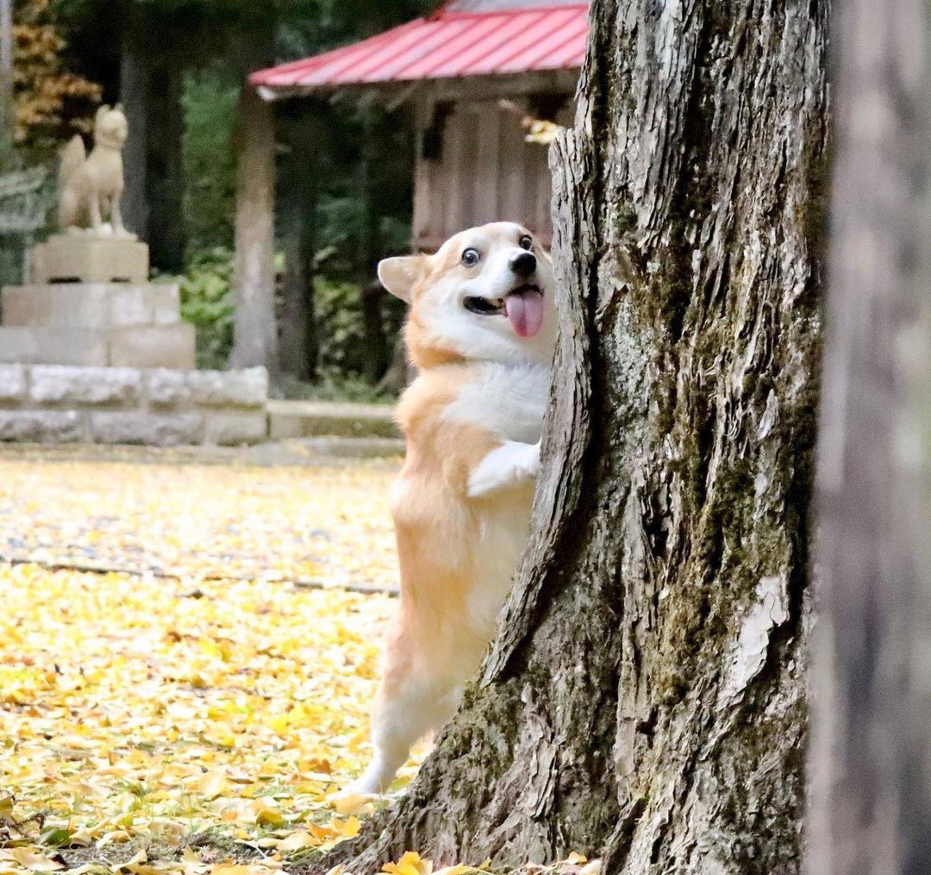 Gen|表情包柯基不敌病魔，5年来一直分享快乐！主人：开心送它离开