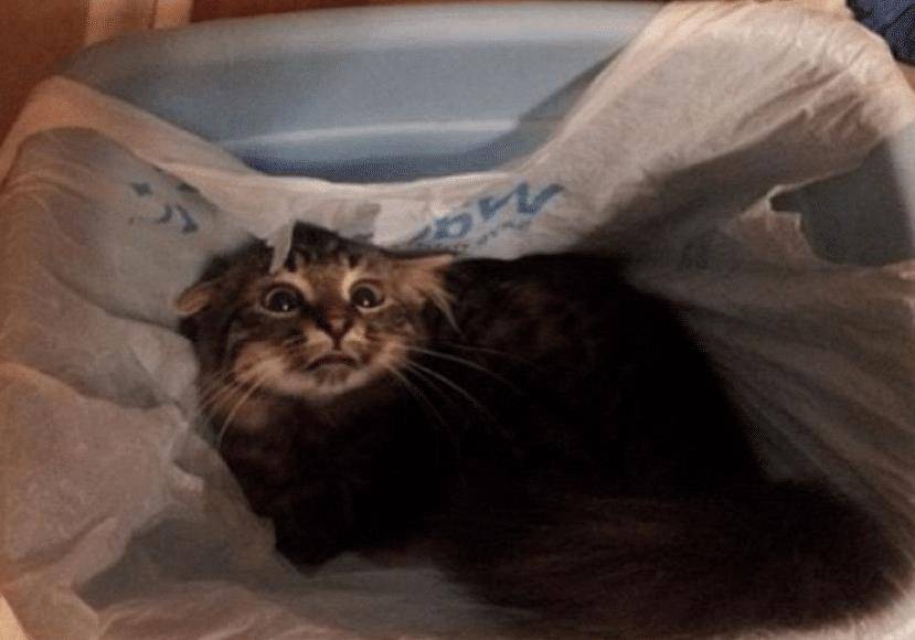 怎么看小猫吃饱没 a07ca2542afe4fb48d78a485634fd3ad.jpeg