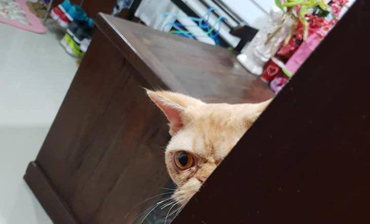 智商|谁说加菲猫智商低？其实它只是长得蠢，实际上聪明得要命！