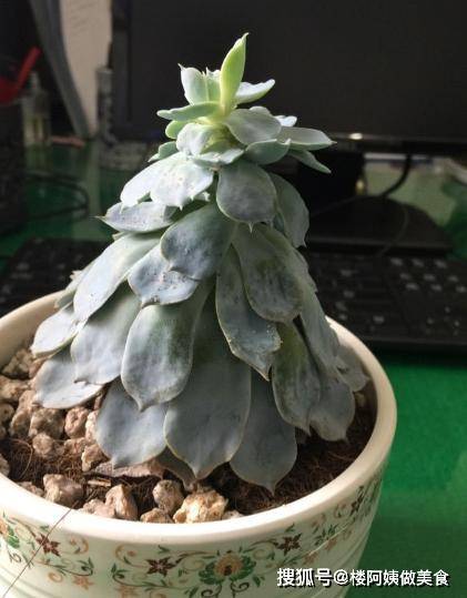 多肉怎么长茎 3707405eacfc47d09a88050f041089f6.jpeg