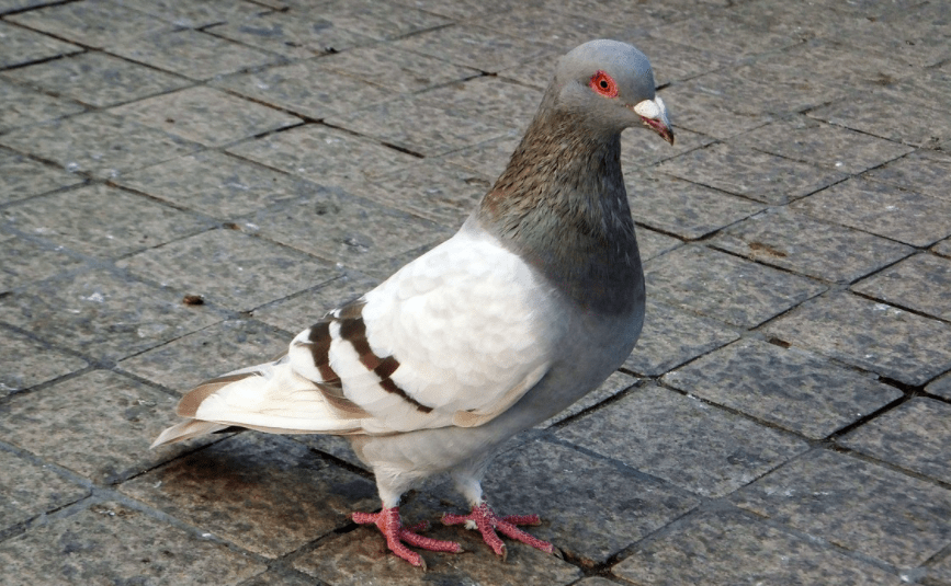 鸽子怎么看几岁了 e331dcb917ee4ec7976533d1e7ce92a7.png
