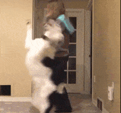 智商|如果你家狗狗有这5种表现,说明它很聪明,可别小瞧它了!