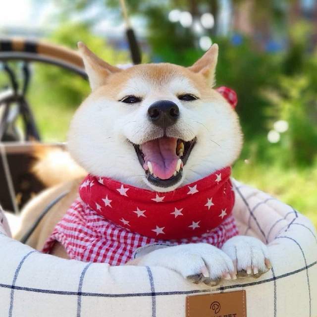 咨询|柴犬挑食是因为什么，应该怎么解决？