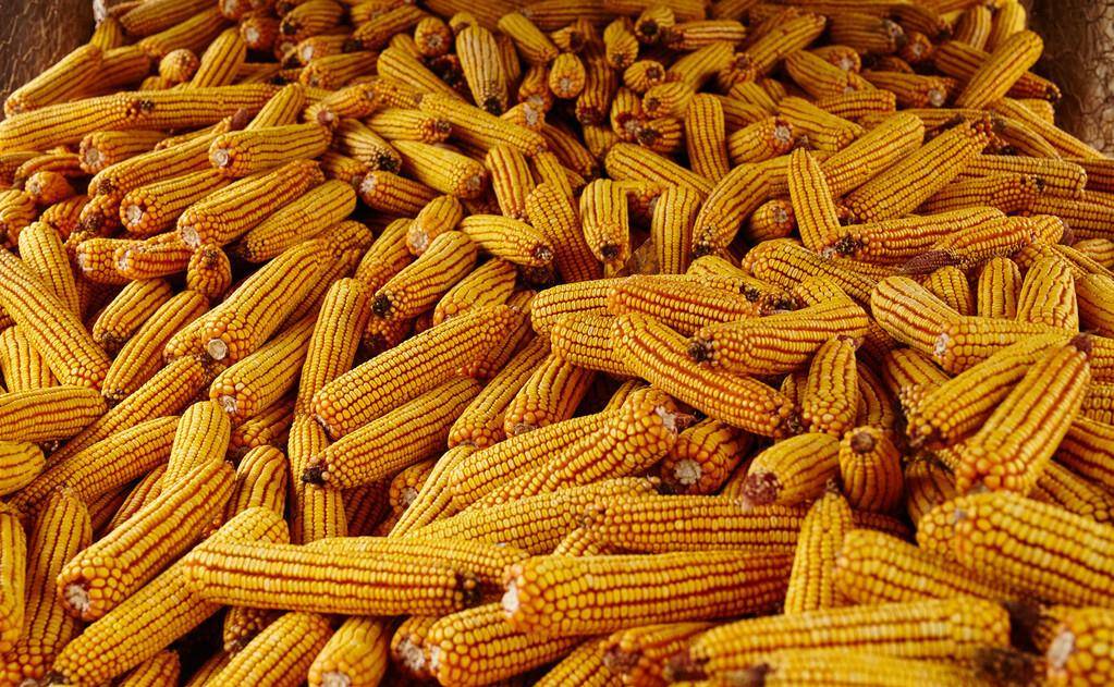 企业|2021年8.5日-明天猪价:猪价有变?钻红上涨!5-8号!最新猪价!