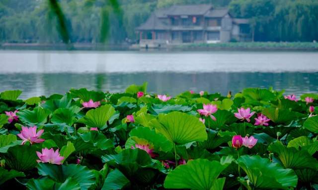 生如夏花 应是这般绚烂 凌霄花