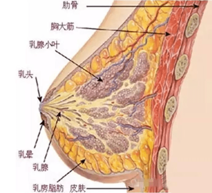 胸部|李朕（李春财）浅谈：隆胸自体好还是假体好