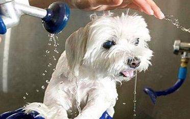 疫苗|6个新手养狗最容易犯的错误,都能避开的人,才是“老司机”