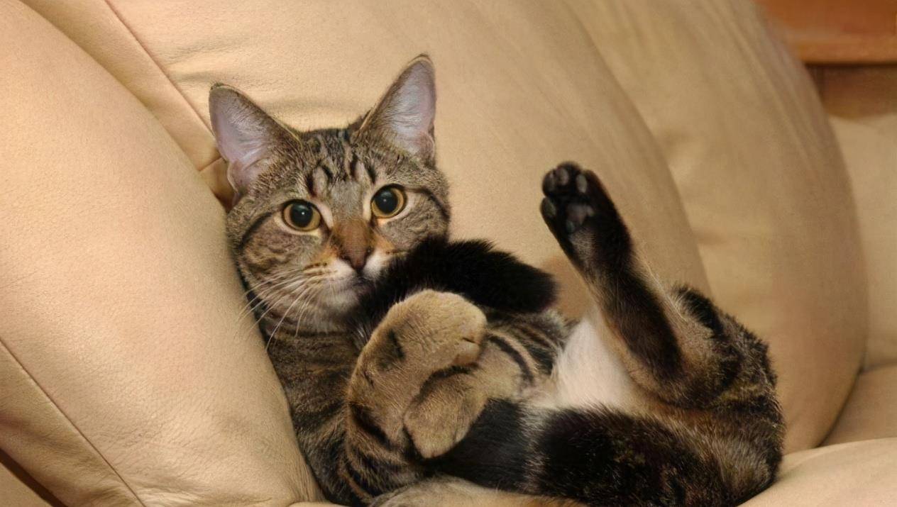 严重|狸花猫掉毛严重吗？狸花猫掉毛严重怎么办