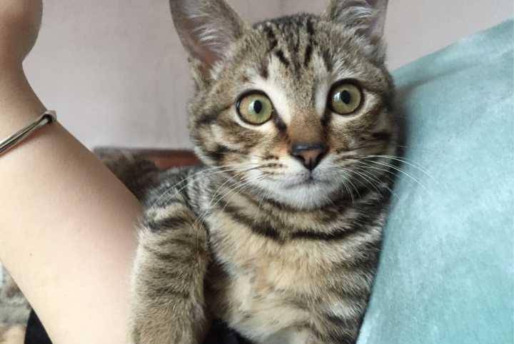 严重|狸花猫掉毛严重吗？狸花猫掉毛严重怎么办