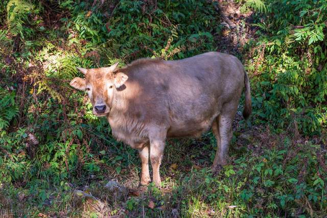 养殖户怎样管理好初生的独龙牛?