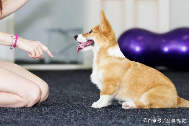 麻烦事|劝你不要养“柯基”，会有这些麻烦事，别怪我没提醒你