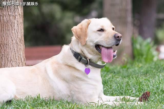 拉布拉多智商排名_黑色拉布拉多智商排名(2)