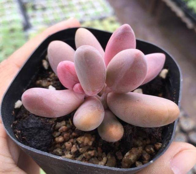 秋冬多肉怎么养 就是温度 施肥在影响 做好两点还能肥嘟嘟 植物