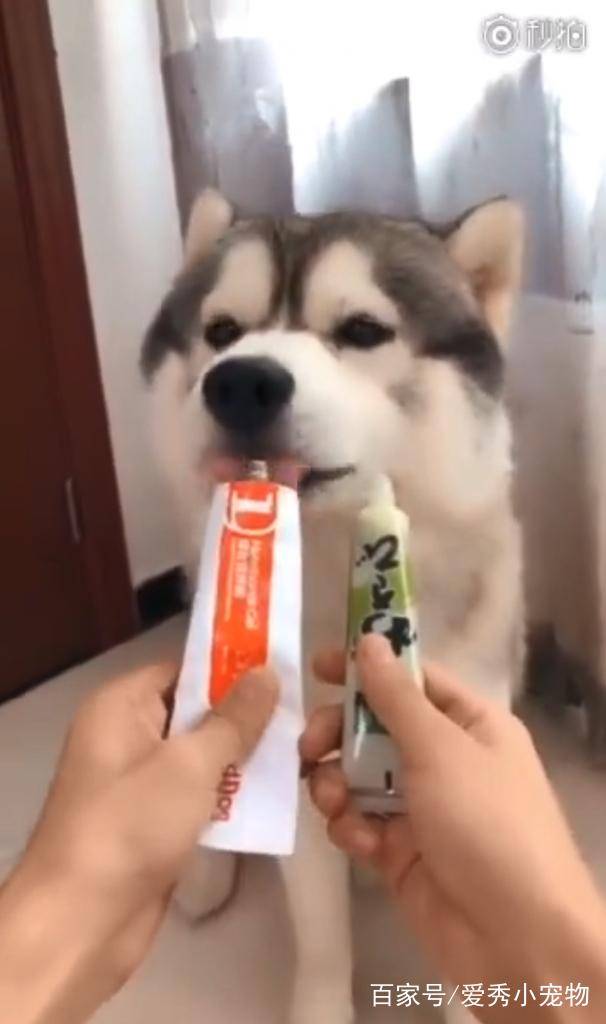 宠物|哈士奇和二哈的区别，网友：它们不是一种生物吗？