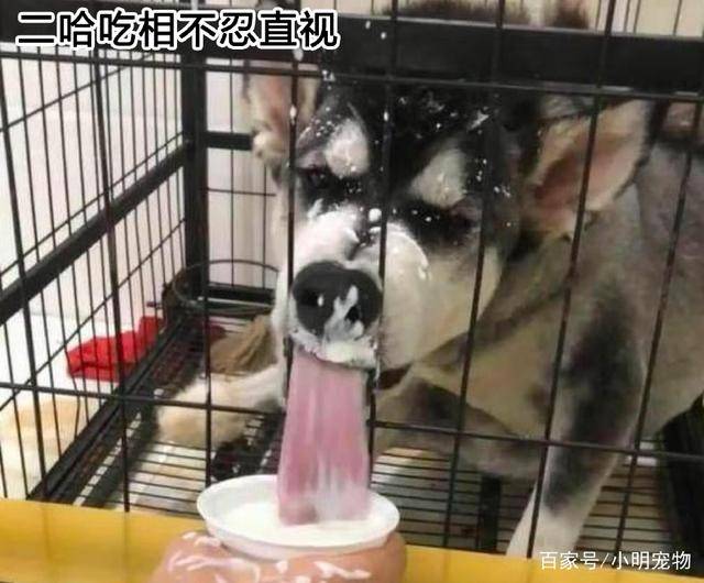 纯种|二哈被关在笼子里闷闷不乐，主人拿来酸奶，下一秒画风突变