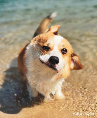 因为|萌萌哒的小短腿柯基要不要来一只回家养着呢？