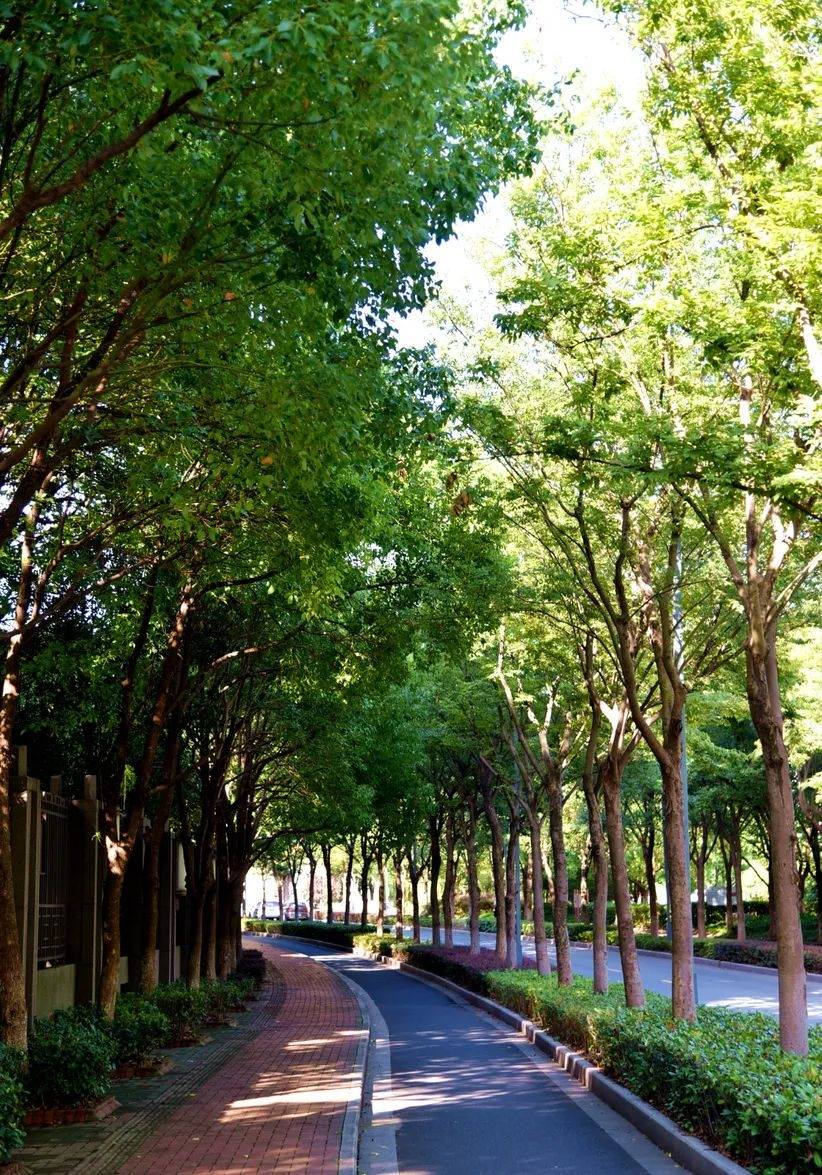 来这里感受清凉~盘点嘉定最美林荫道,选出你心中的c位!