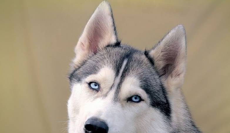 人气|盘点十大最受欢迎宠物狗，哈士奇人气颇高，第一名无人反驳