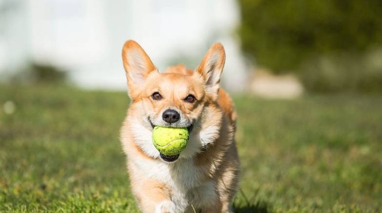 人气|盘点十大最受欢迎宠物狗，哈士奇人气颇高，第一名无人反驳