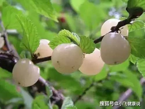 白玉|立秋后，每晚当零食吃一把，祛除雀斑，女人不想满脸皱纹可以试试