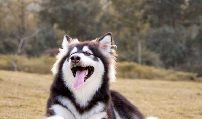 人气|盘点十大最受欢迎宠物狗，哈士奇人气颇高，第一名无人反驳