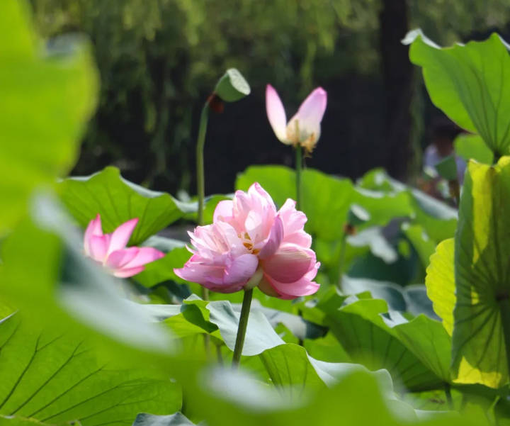 并蒂莲|好事“莲莲”！大明湖第二株并蒂莲完美绽放 三款并蒂莲主题文创产品上市销售