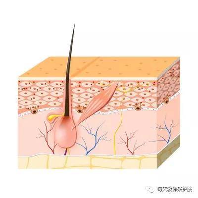 产品|为什么你的皮肤总是不吸收？