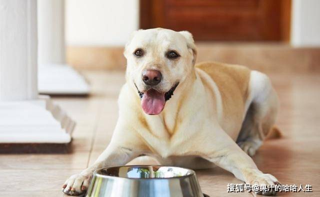 狗为啥会得糖尿病 260aef36d1cd452086fd0093a2d99b58.jpeg