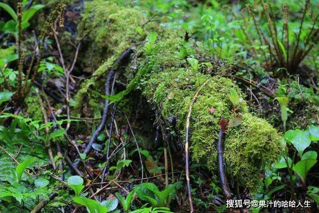 原创世界上最孤独的植物常年长在高原区域温度达到20就会枯死