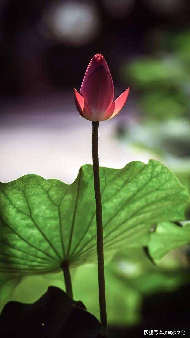 佛系人生感悟的句子 c0208aafe45c4063b3996fe88a3c53c5.jpeg