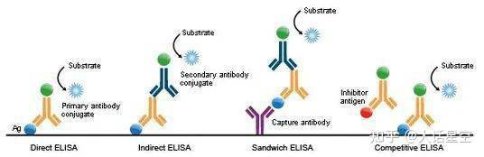 体外筛选新技术助力新冠病毒单克隆抗体 |药物筛选|体外筛选|电生理服务(图5)