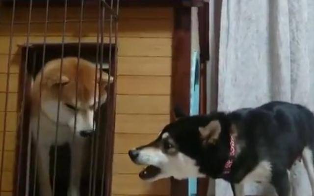 公狗寂寞吵到小狗狗，母狗一看讓它顏面全無！ 萌趣萌寵 第4张