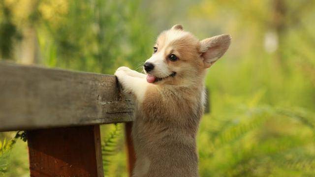 什么|“小短腿”柯基犬的几个优缺点，看完你还想养吗？