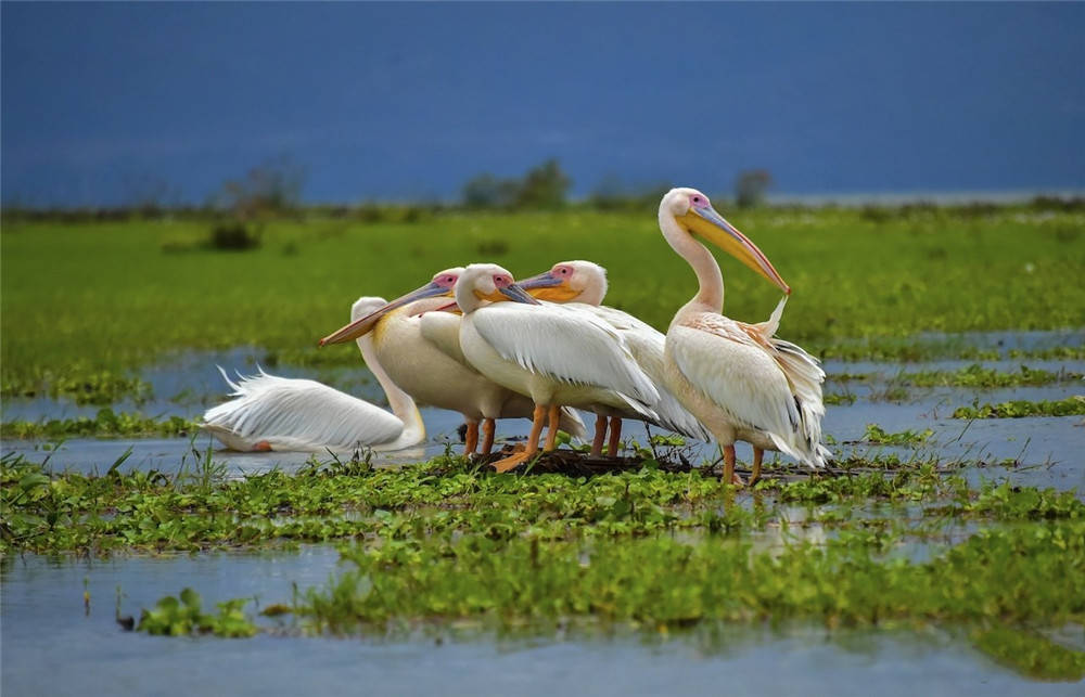 原创青海湖发现骆驼鸟喉囊如网兜捕到鱼让鱼在里面滚3分钟才吞下