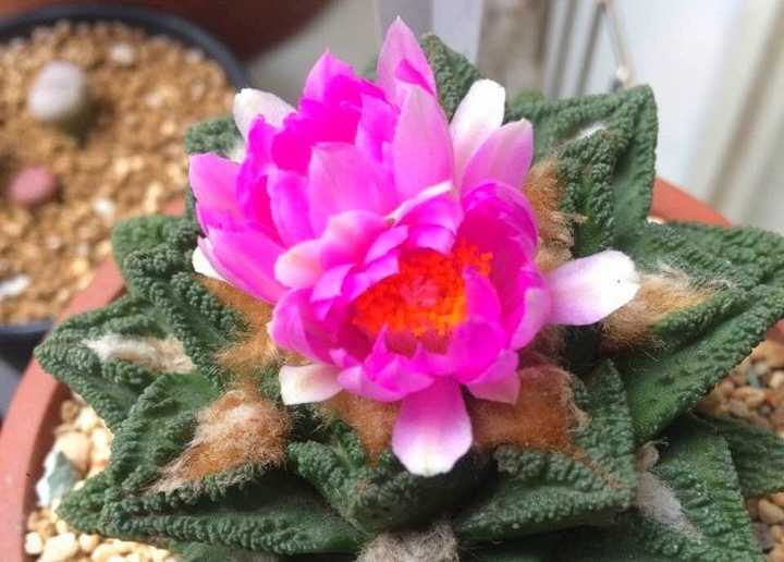 叫牡丹却不是牡丹 广西查获神奇植物 形如龟甲却能开出漂亮的花 养殖