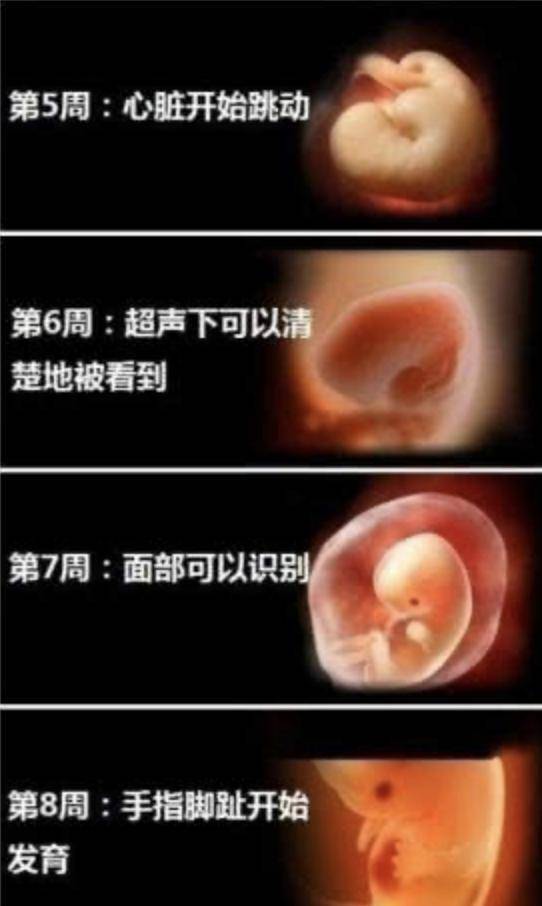 几个月胎儿开始迅速生长 4bd3d541c6114fab852f57868f2cf789.jpeg