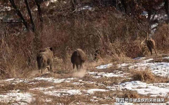 乌鸦|长白山又出现一只东北虎，闻了闻地上的玉米，赶紧去追野猪