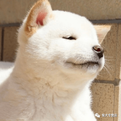 普通柴犬和赛级有什么区别 为什么赛级价格高 性格