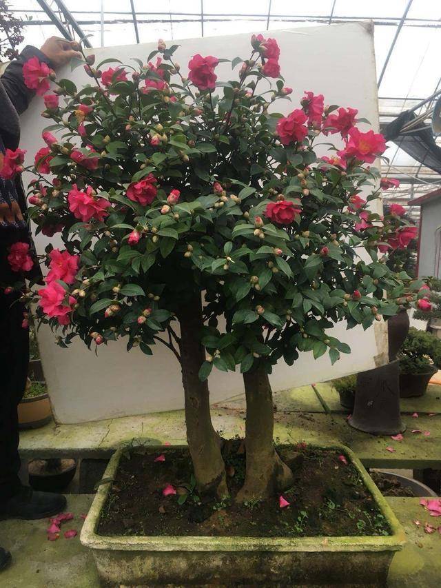 原创下雨天对茶梅盆栽影响大吗?这样处理不掉花苞,越长越旺