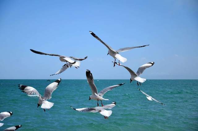 青海湖鸟岛，是鸟的王国，鸟儿无拘无束，岛屿上一派祥和生动