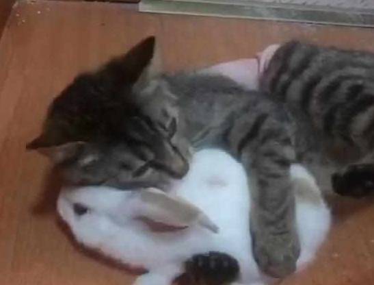 什么|主人把兔子和猫放在一起，10分钟后悲剧发生：不可以吃兔兔！